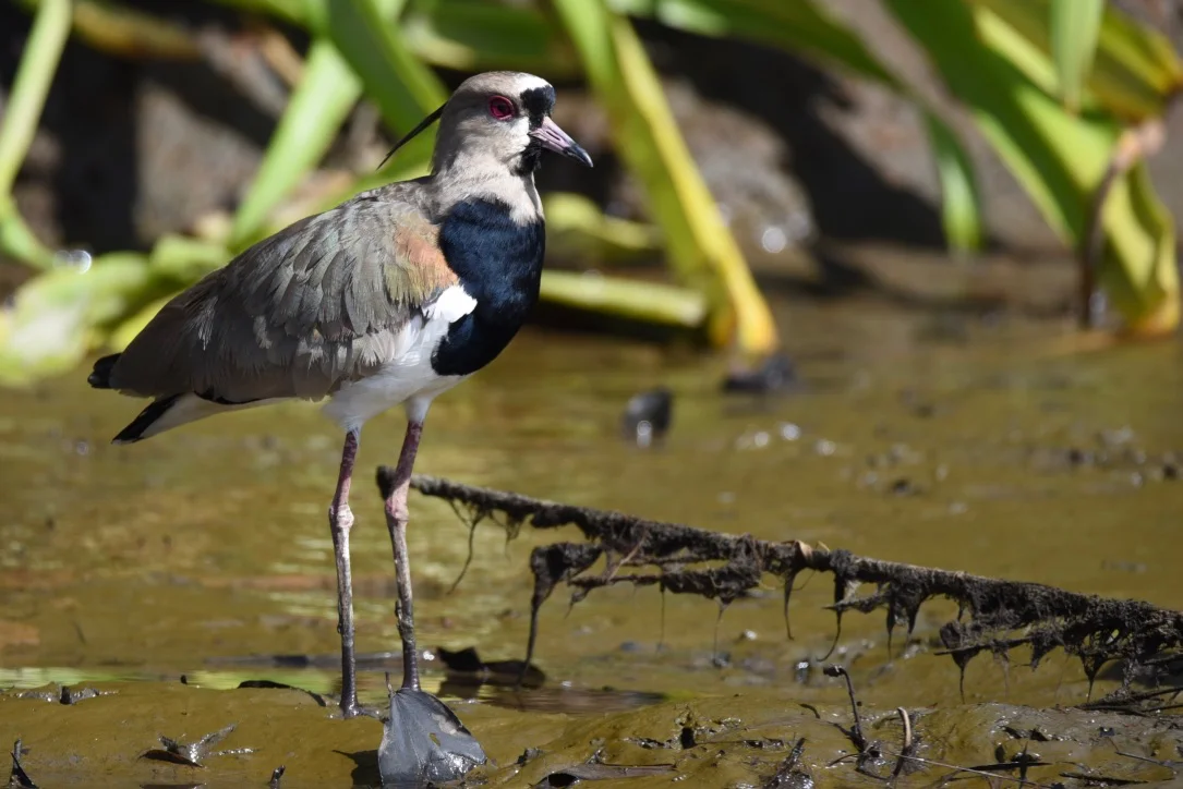 Southern lapwing