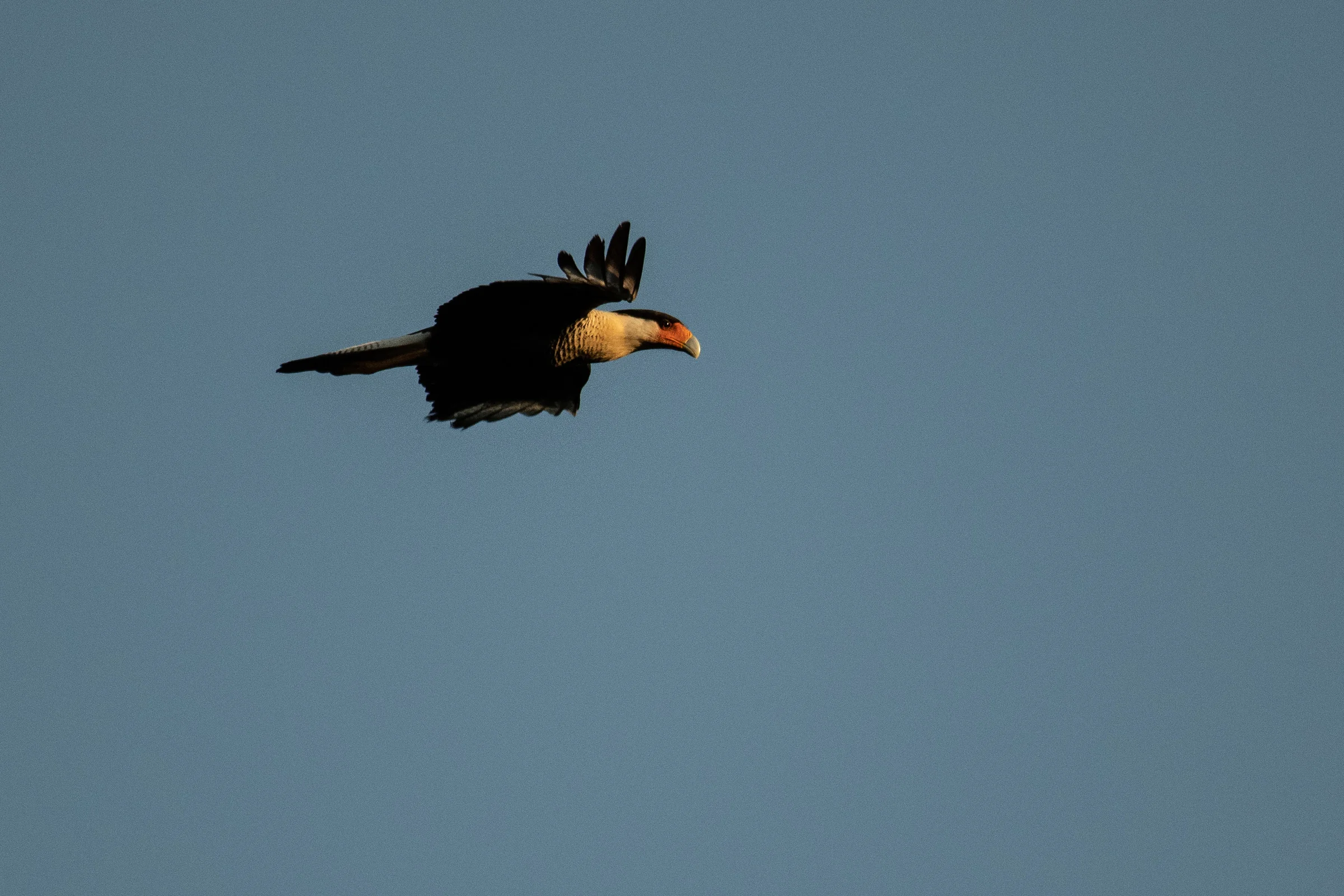Crested caracara
