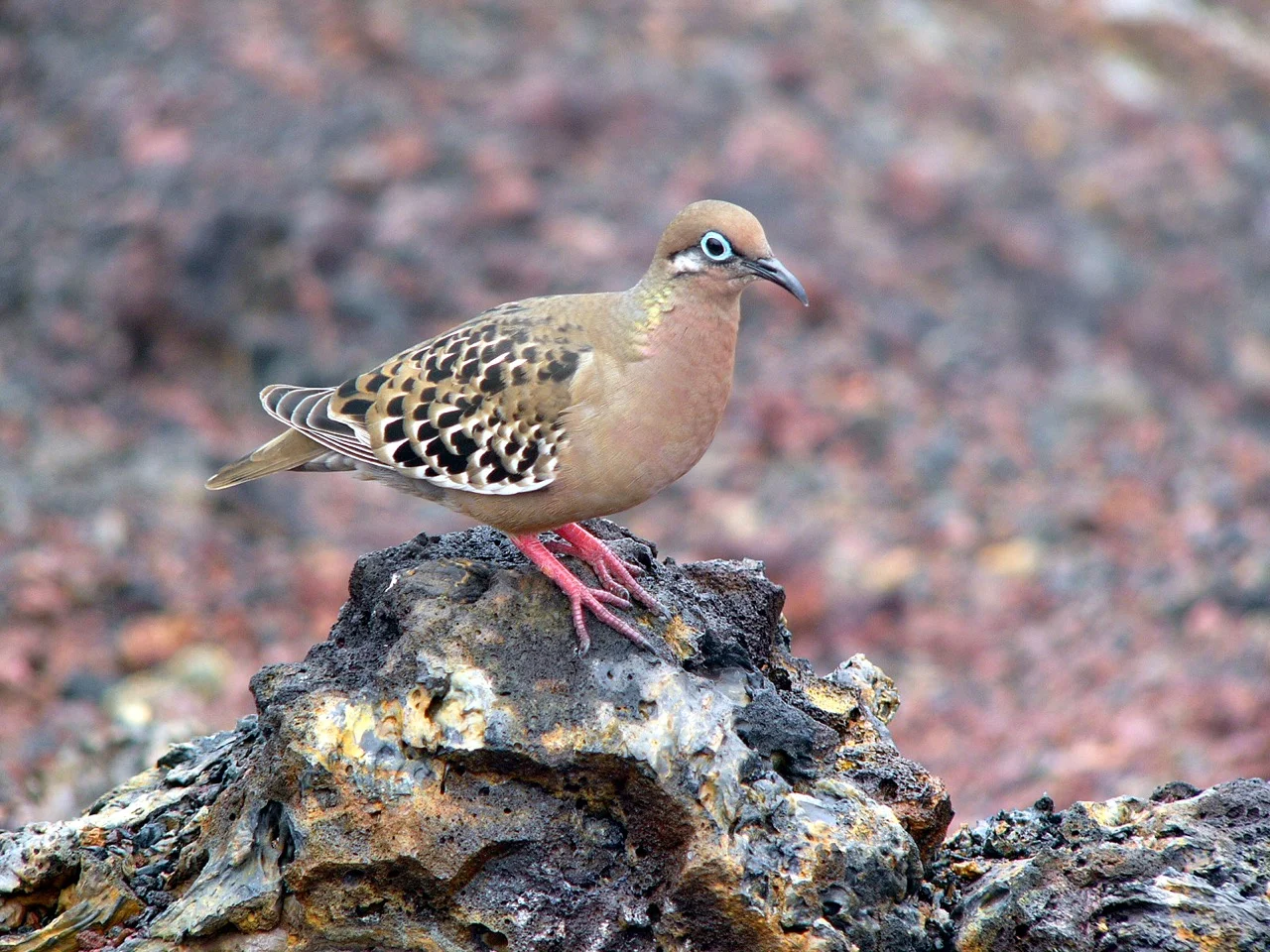 Galapagos dove