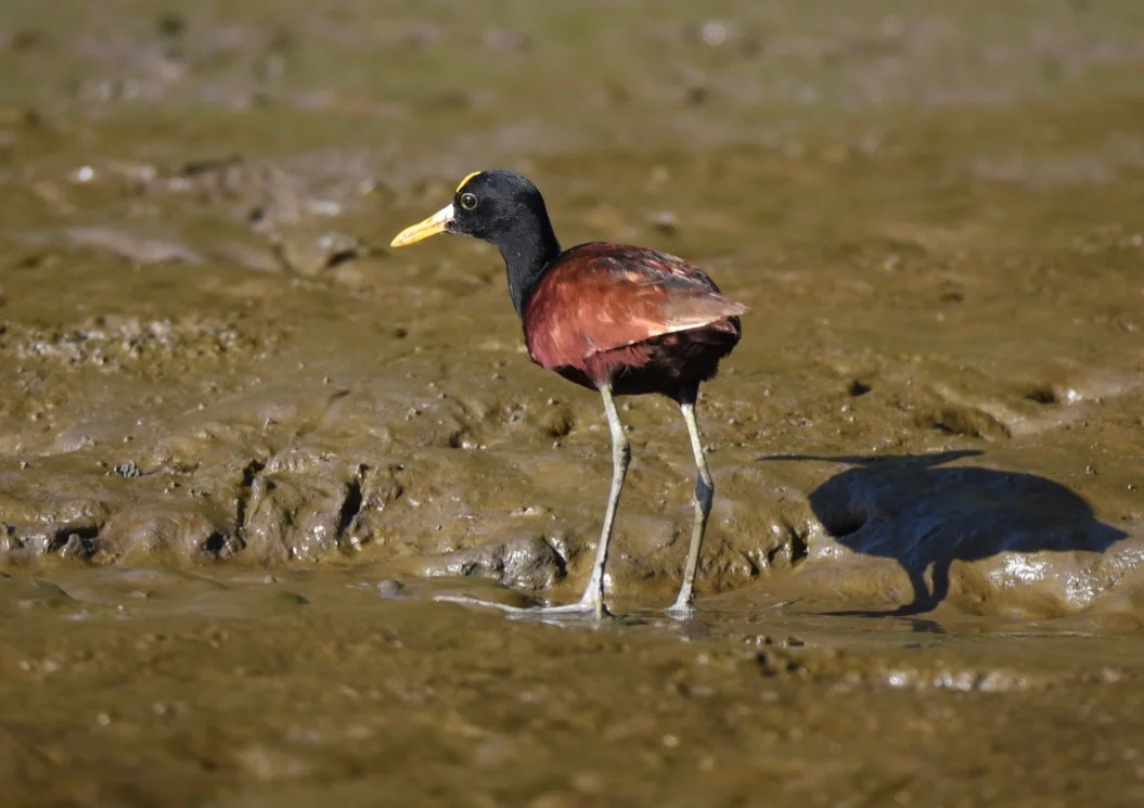 Northern jacana