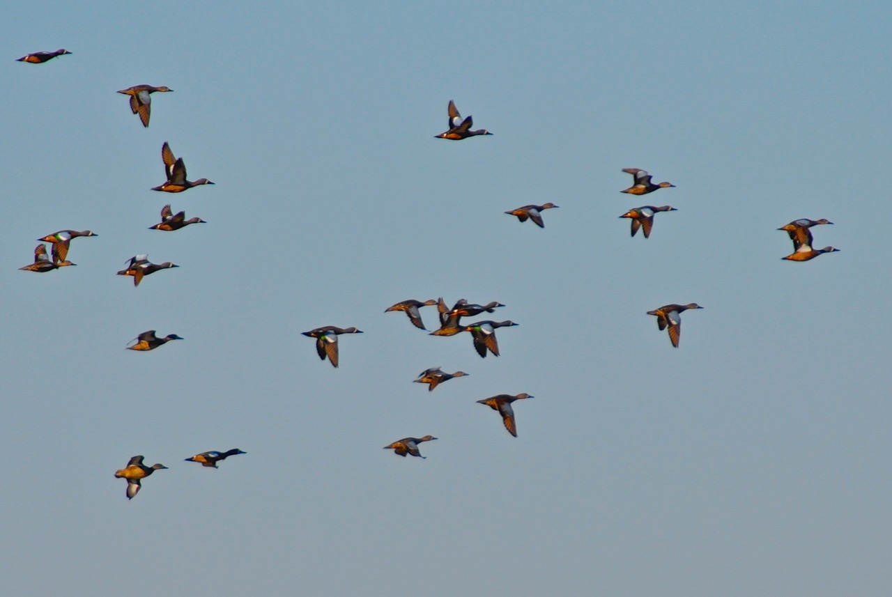Teals in flight