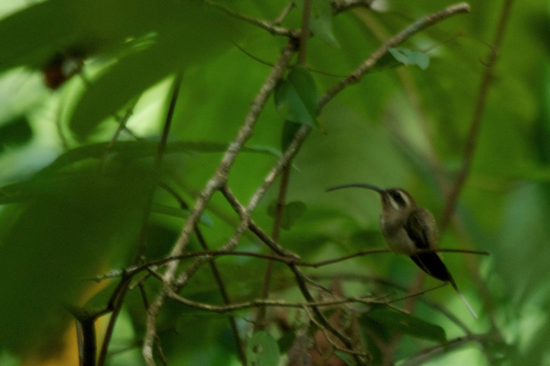 Long-billed hermit