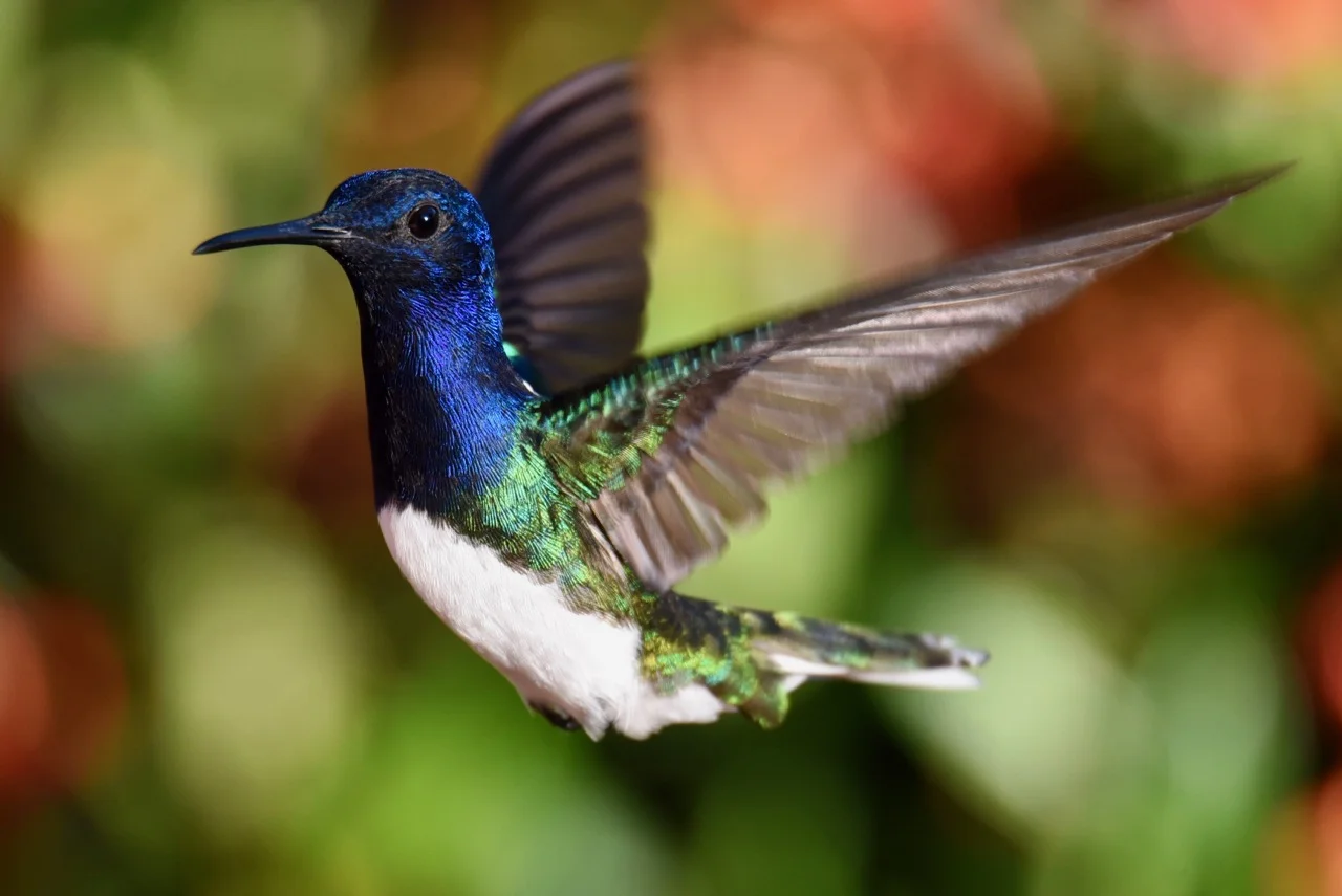 Male jacobin