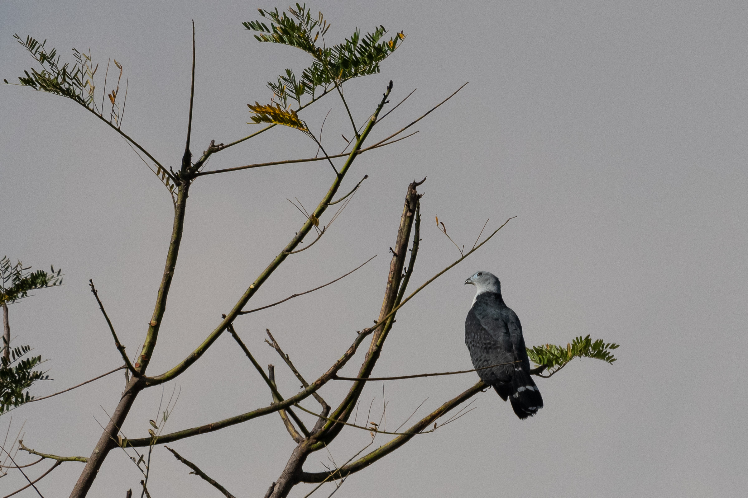 Grey-headed kite