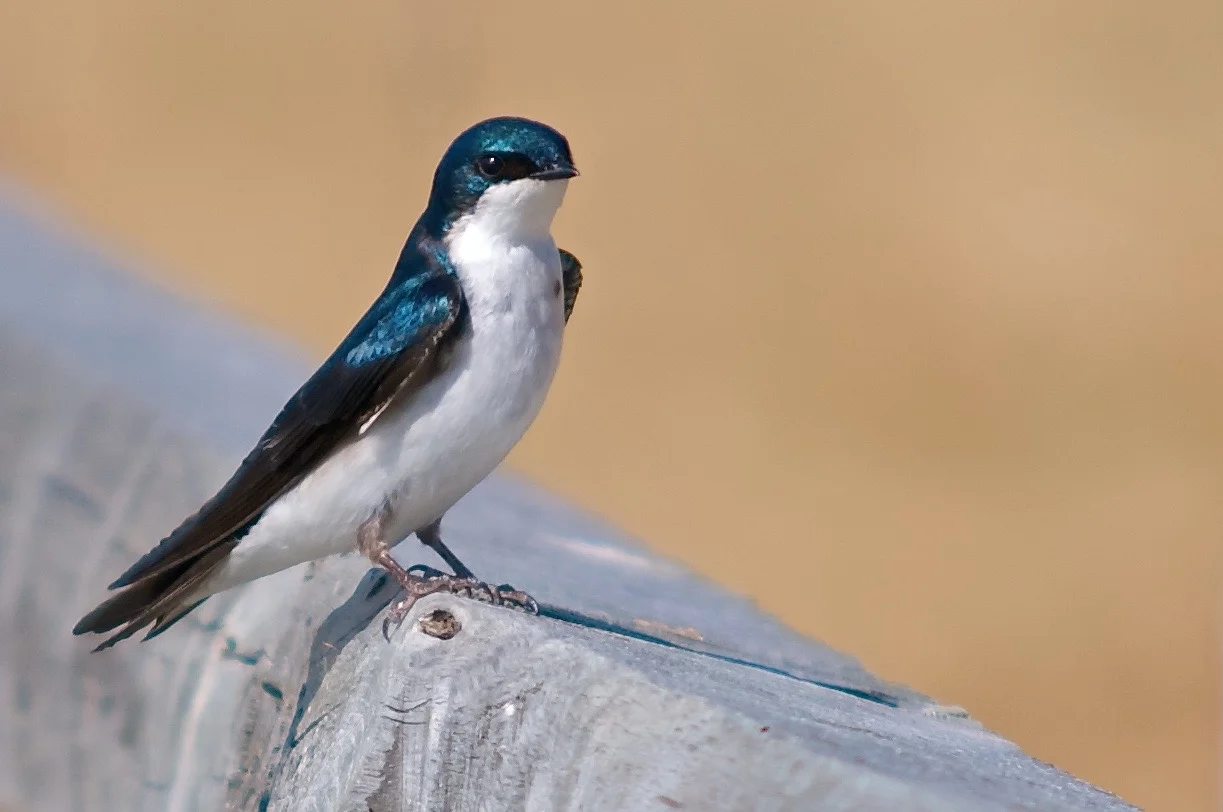 Tree swallow
