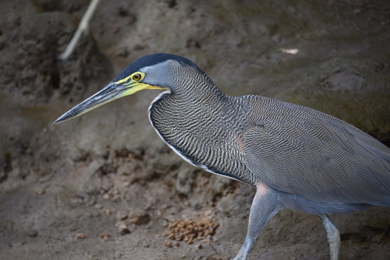 Bare-throated tiger heron