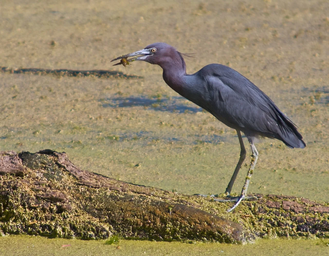 Little blue heron with breakfast