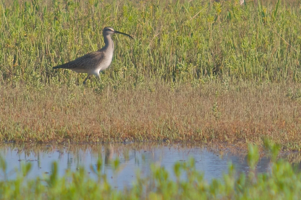 Whimbrel