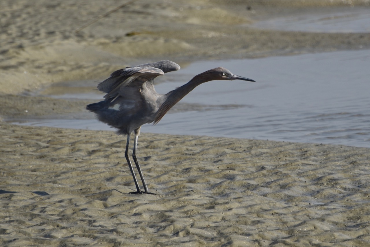 Reddish egret