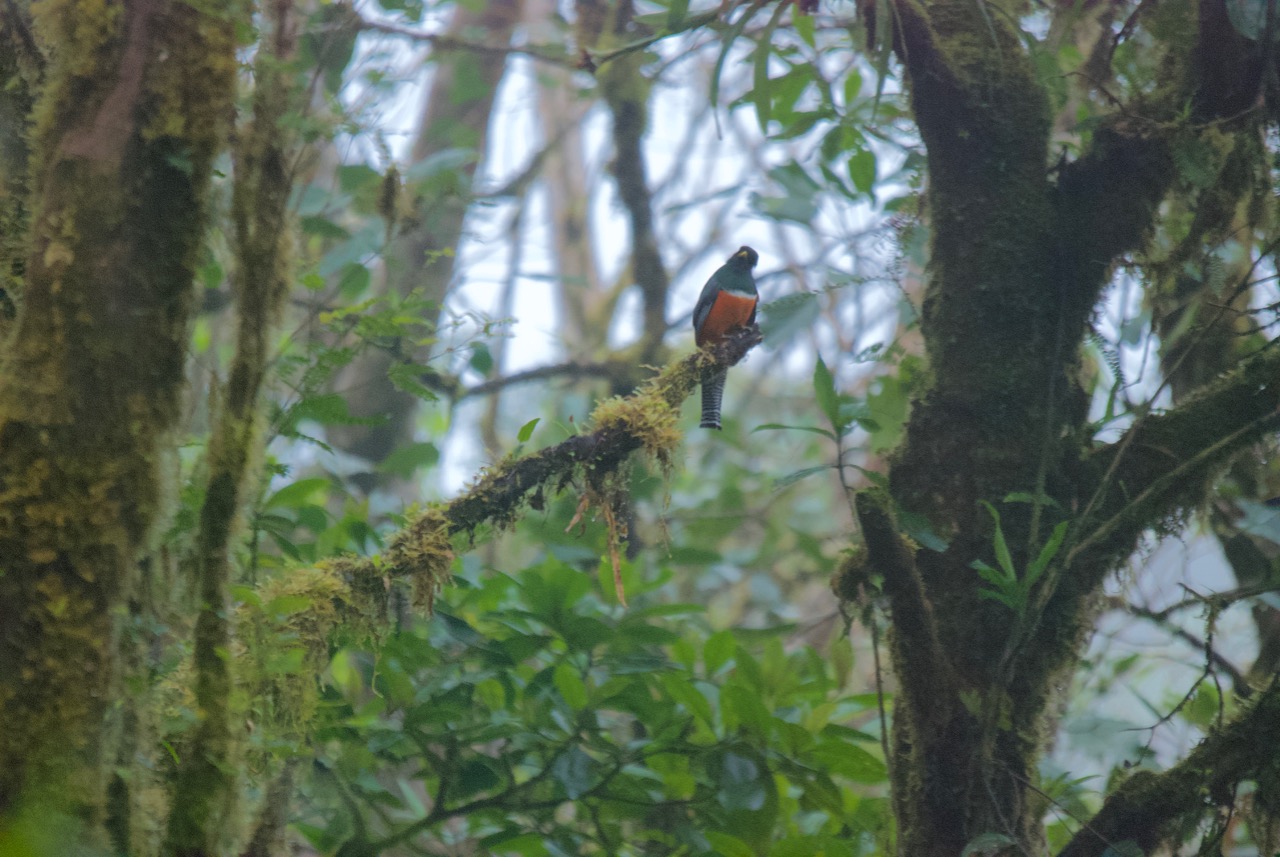 Orange bellied trogon