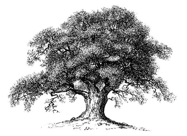 Oak Tree logo4 in.jpeg