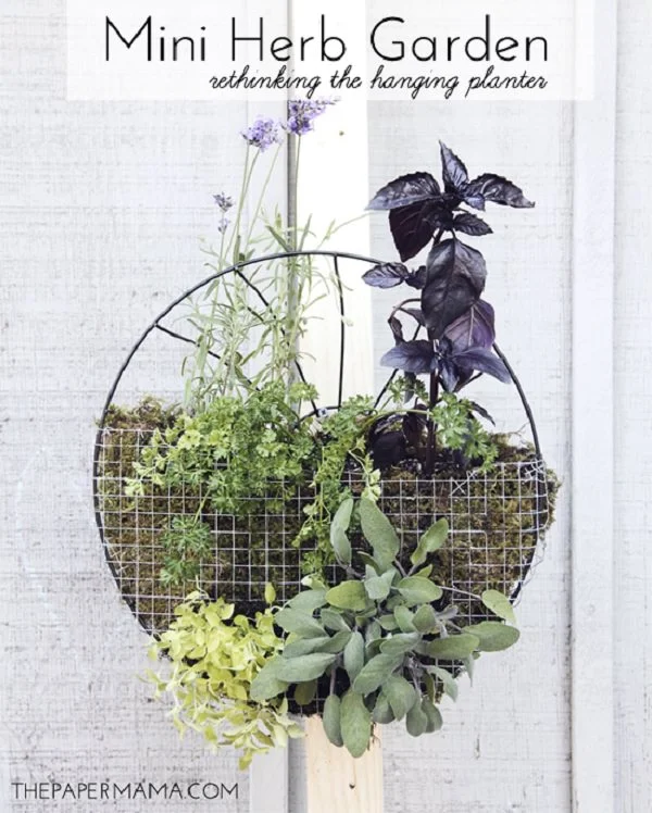 Mini hanging garden.jpg