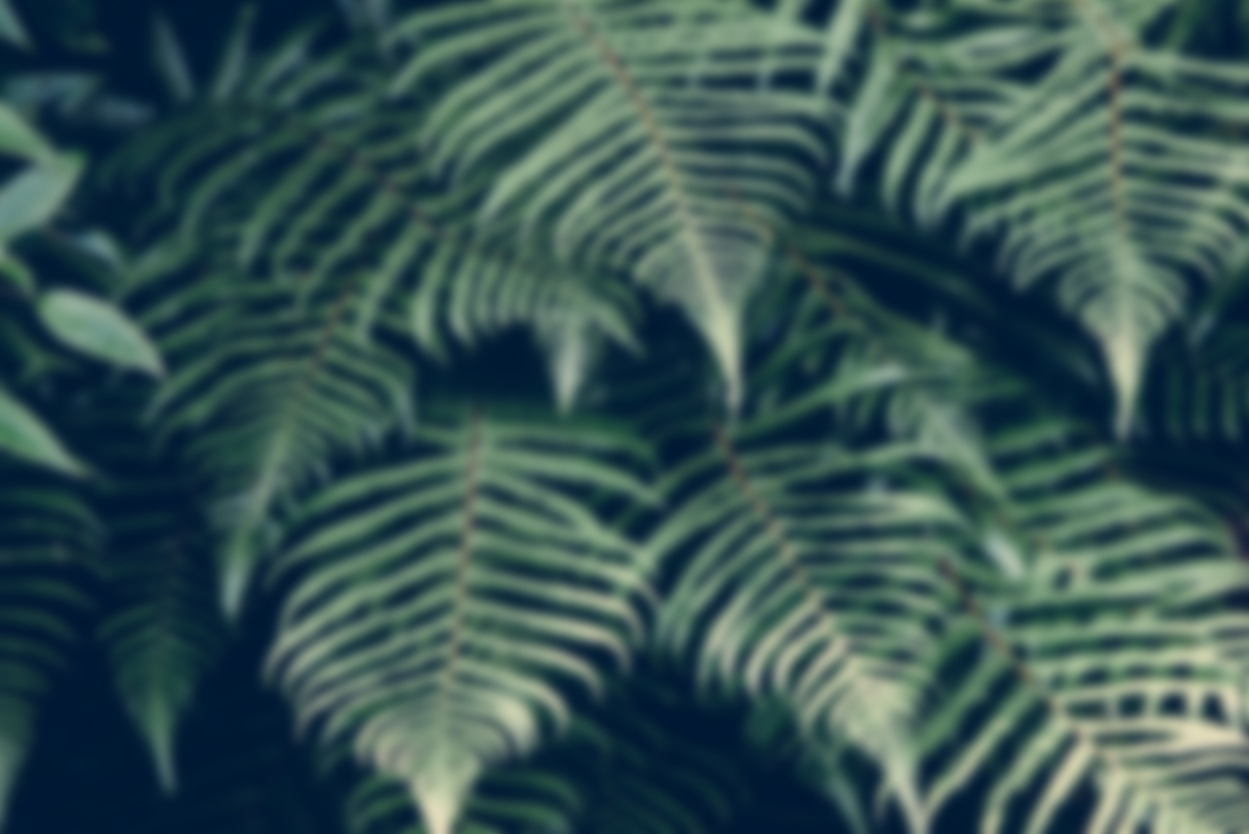 nature-forest-plant-tropic.jpg