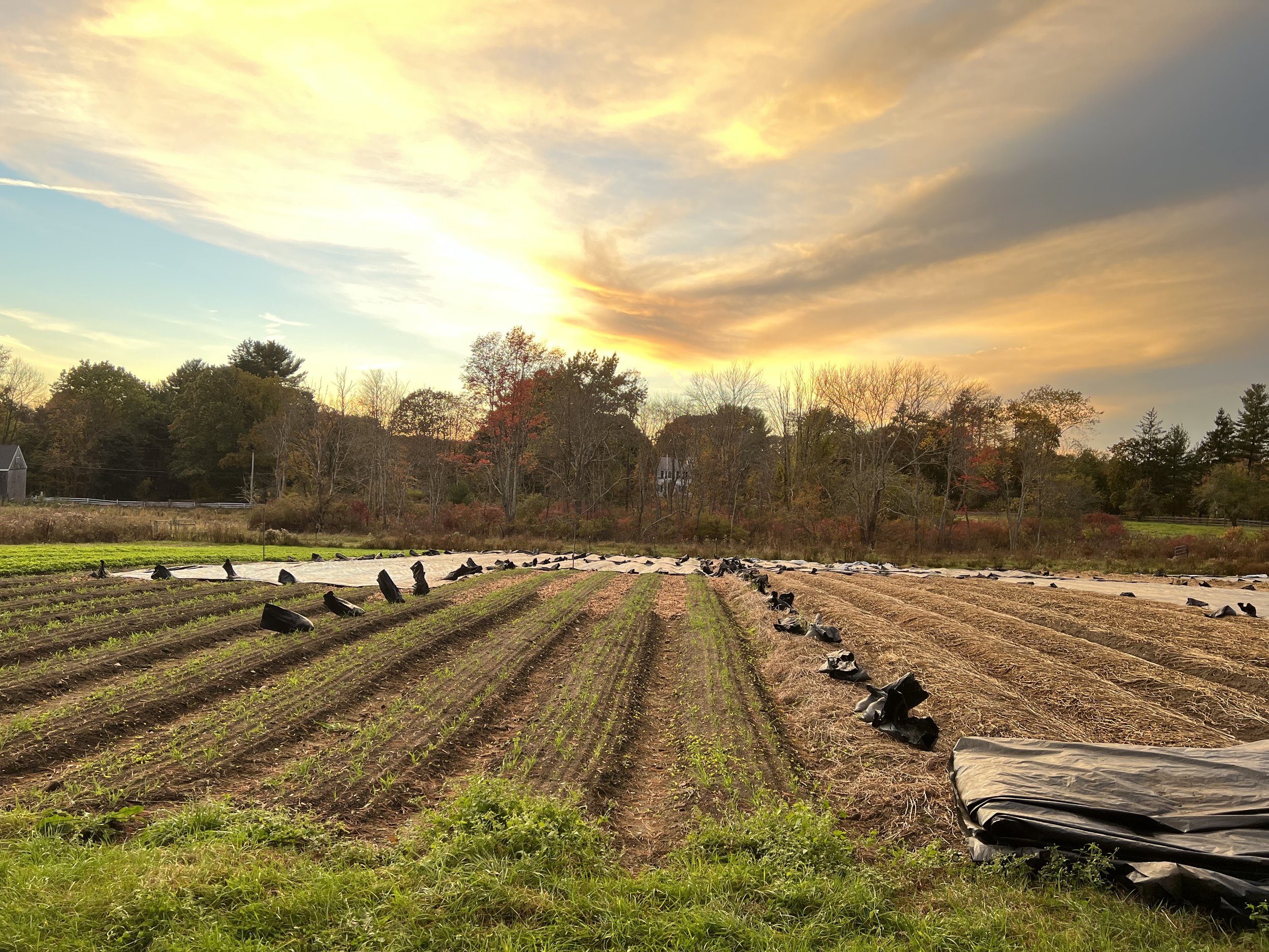 sbc_morning field.jpeg