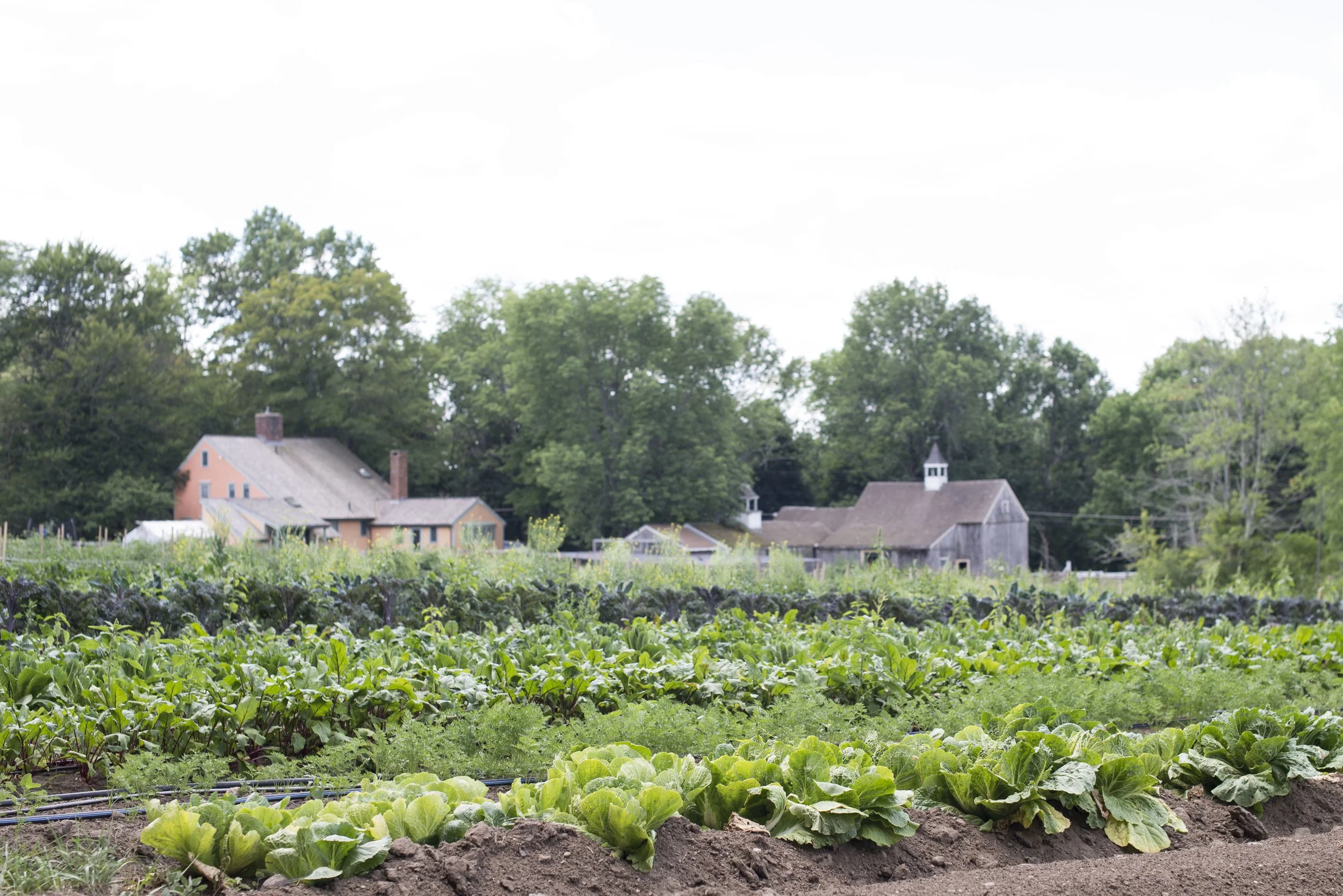 salt box farm-0034.jpg