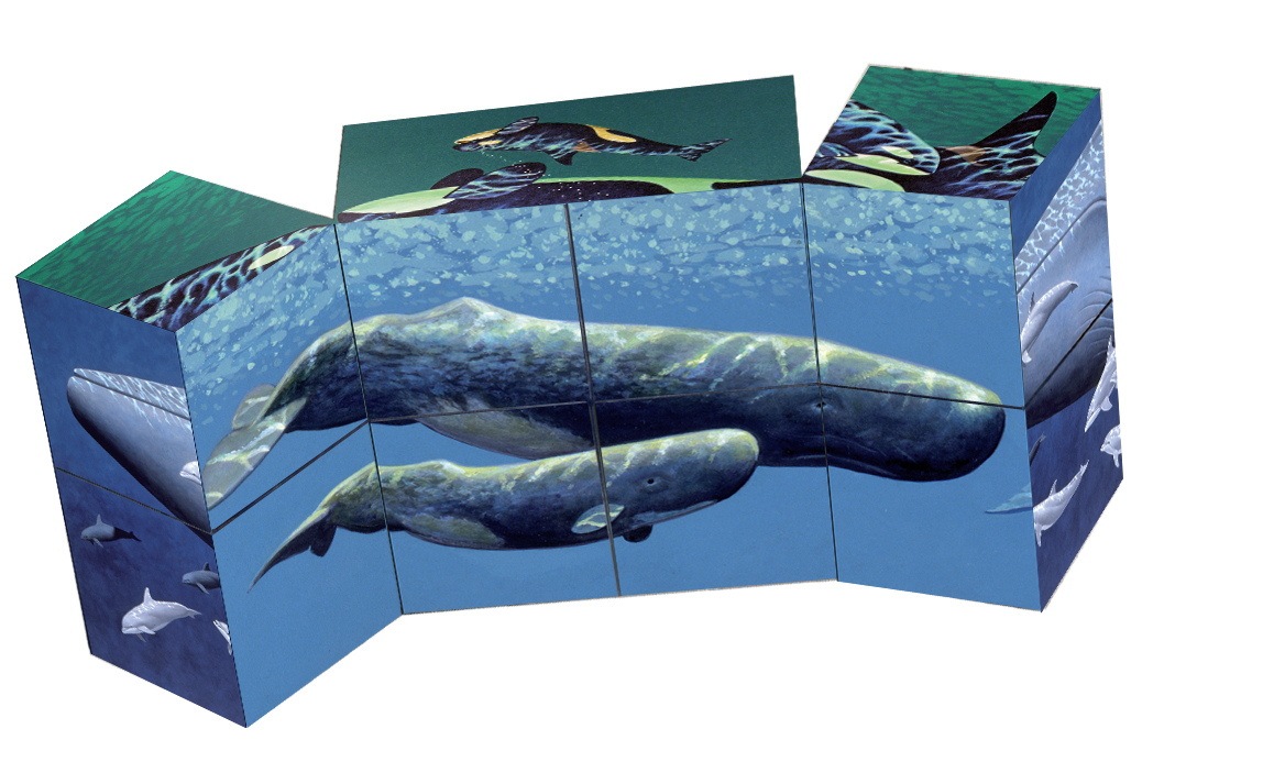 whale Cube.jpg
