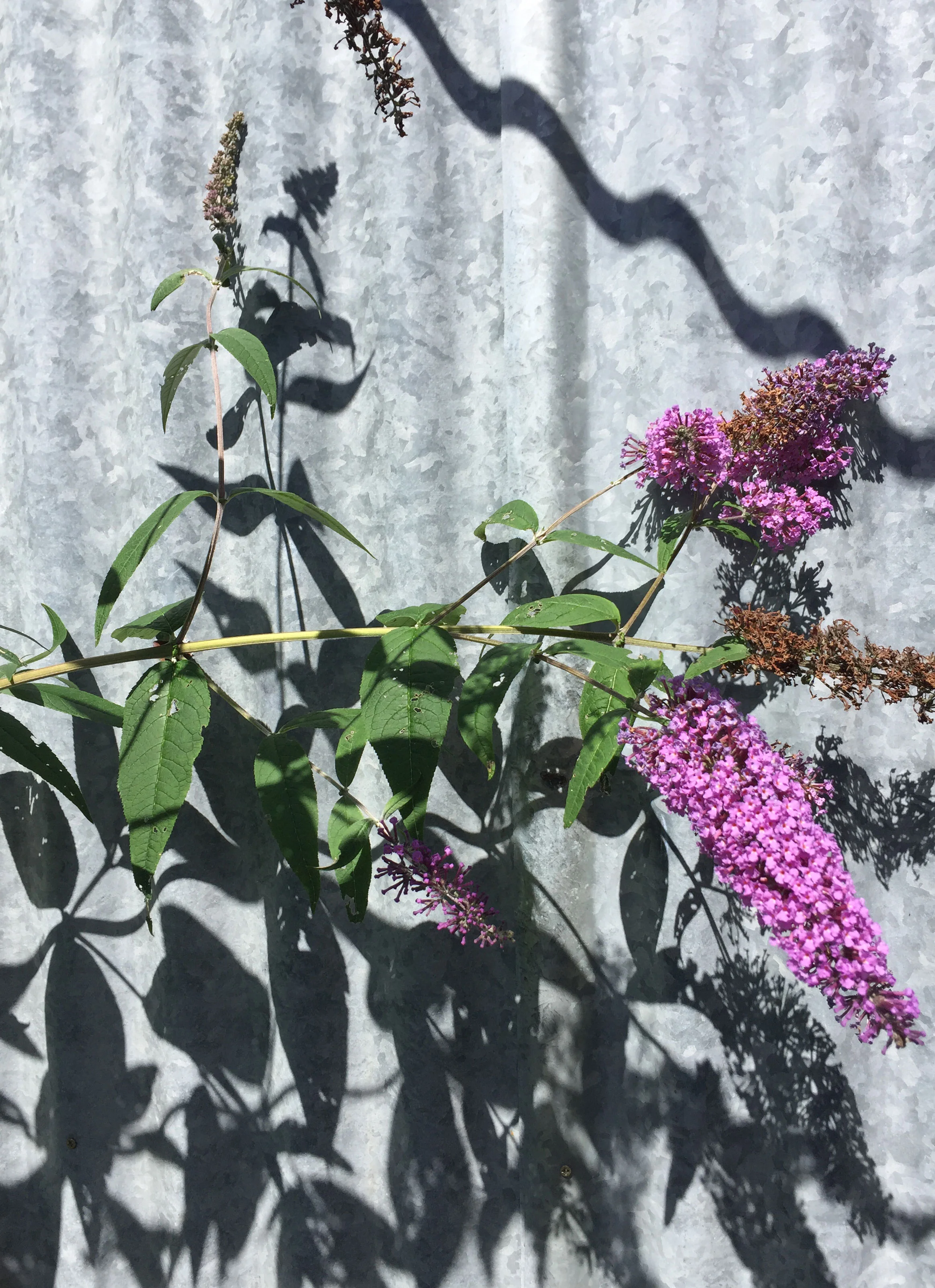 garden.jpg