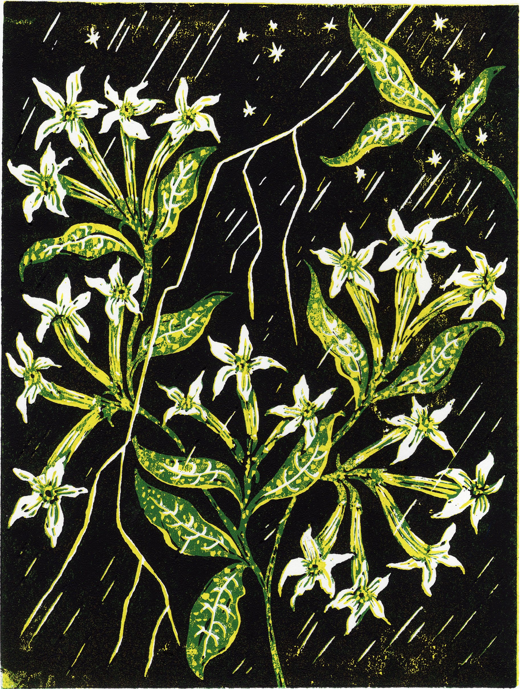 night blooming jasmine web.jpg