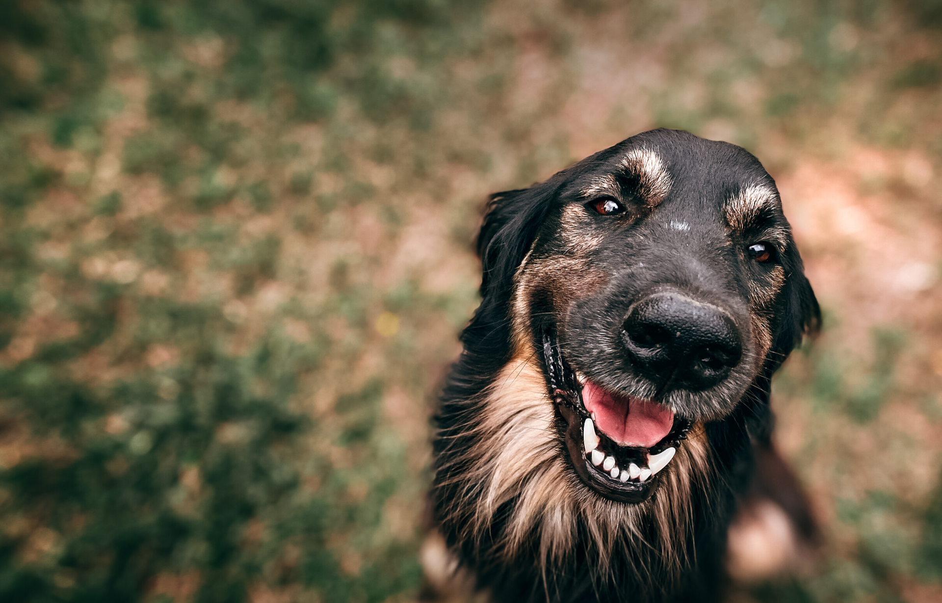 alpha boarding kennel