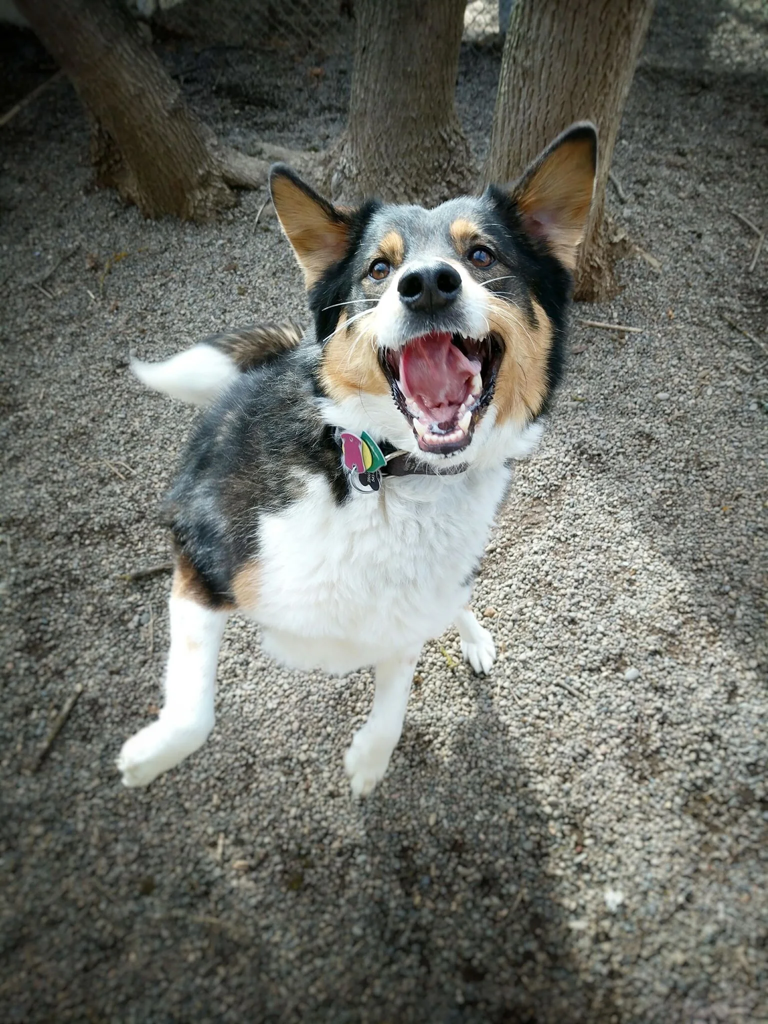 happy valley boarding kennels