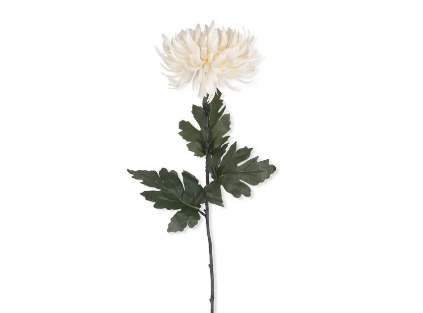 Chrysanthemum Cream
