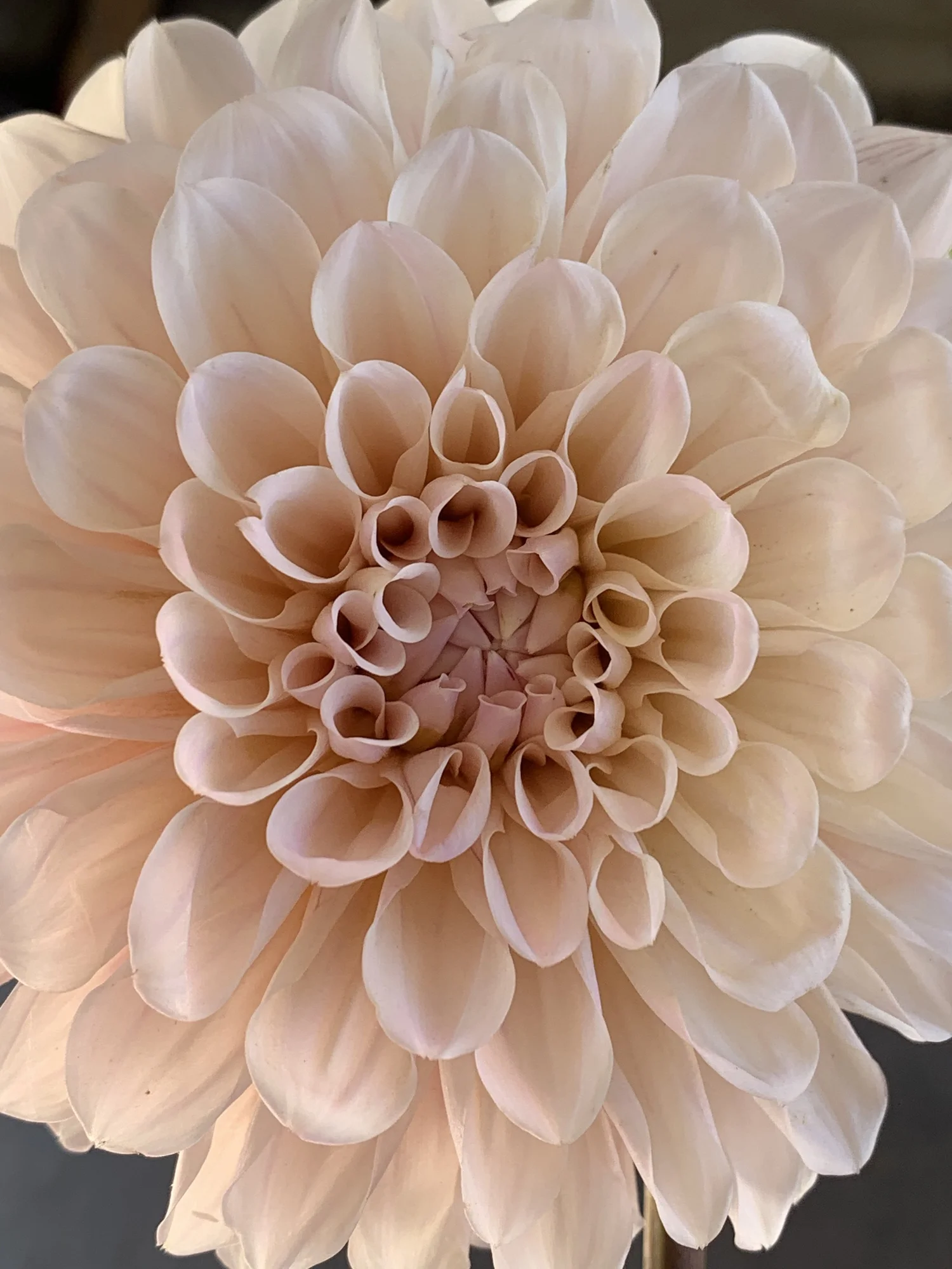 Floral Artistry in Ojai, CA Flower Delivery Forage Ojai