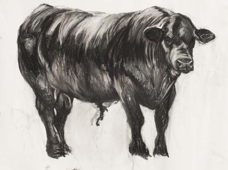 draw-08-freddie-the-bull.jpg