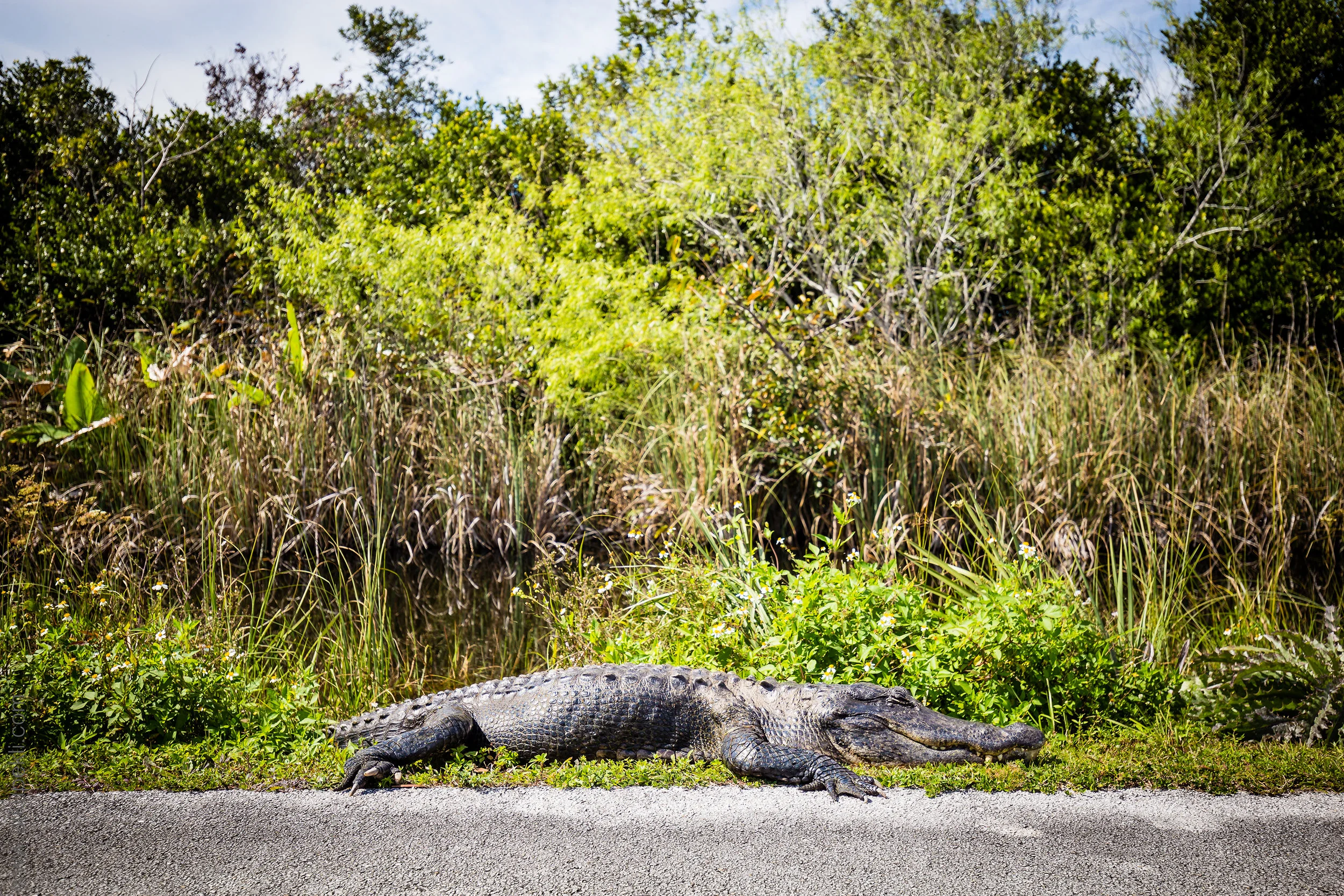 Florida-40.jpg