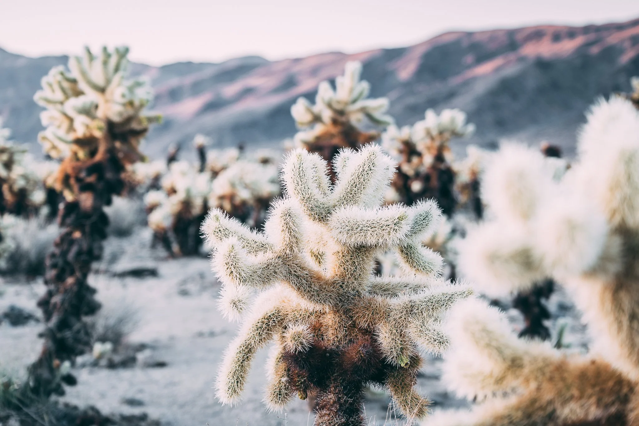 Joshua Tree SD-7.jpg