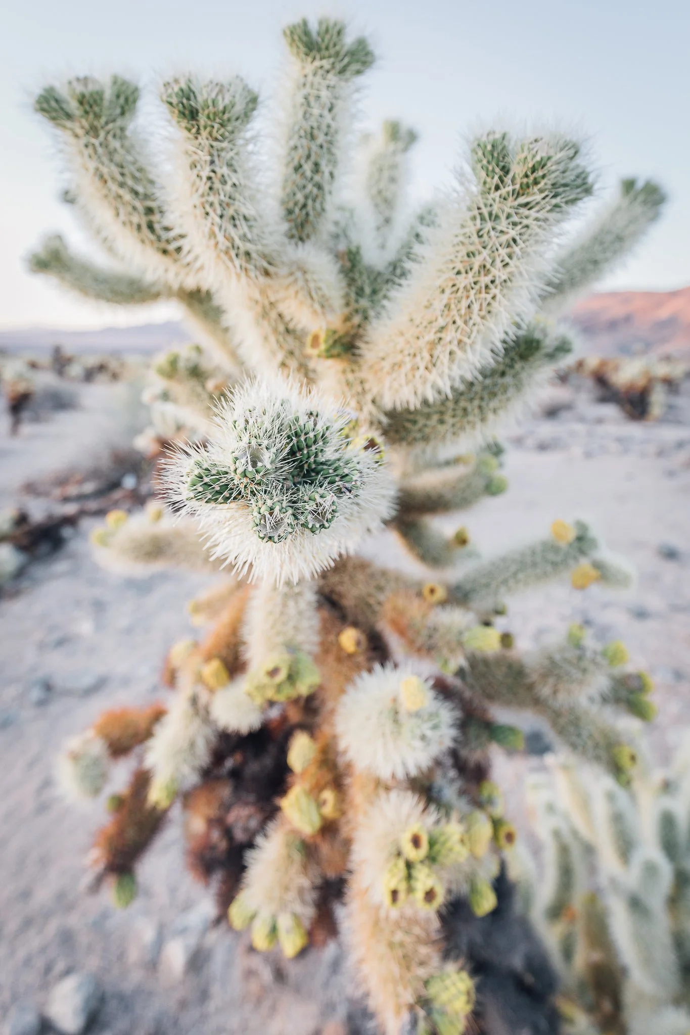 Joshua Tree SD-9.jpg