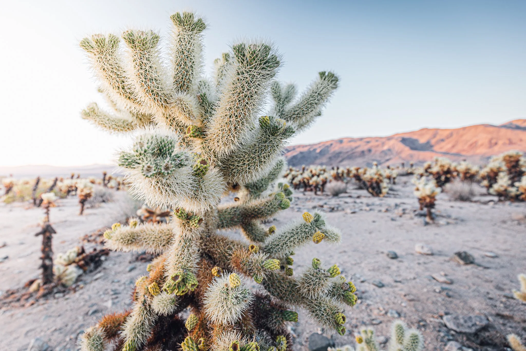 Joshua Tree SD-8.jpg