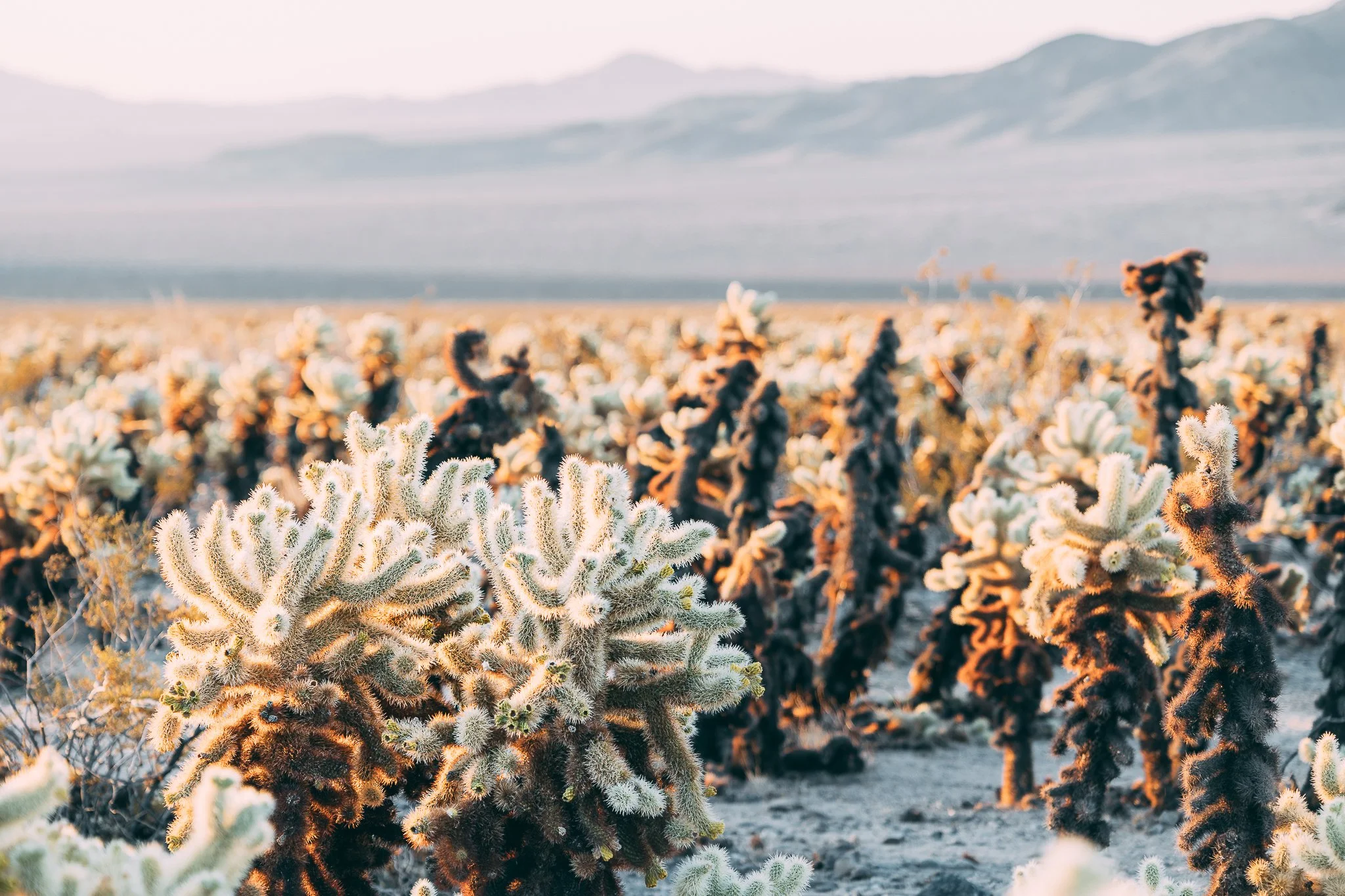 Joshua Tree SD-10.jpg
