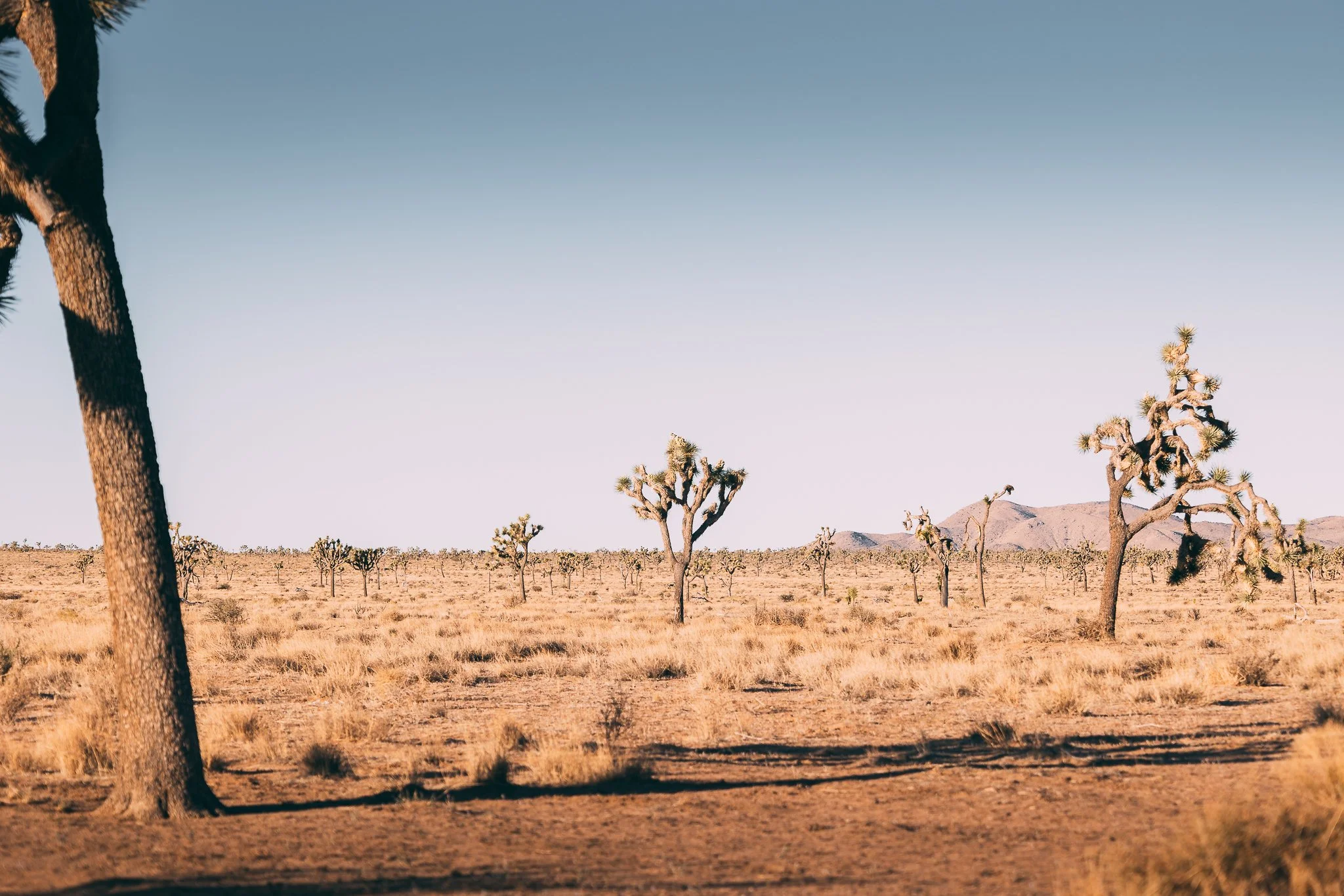 Joshua Tree SD-12.jpg