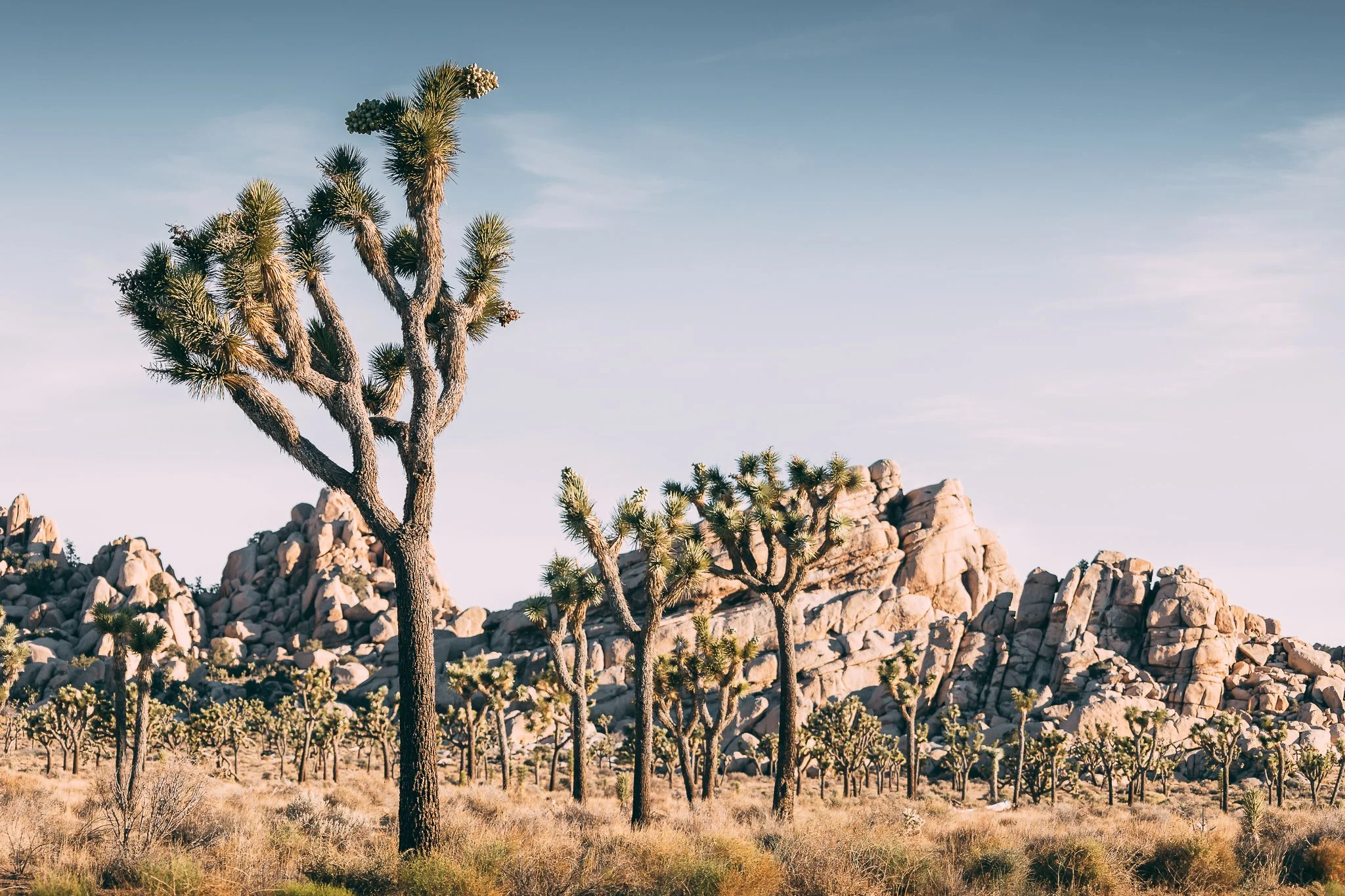 Joshua Tree SD-13.jpg