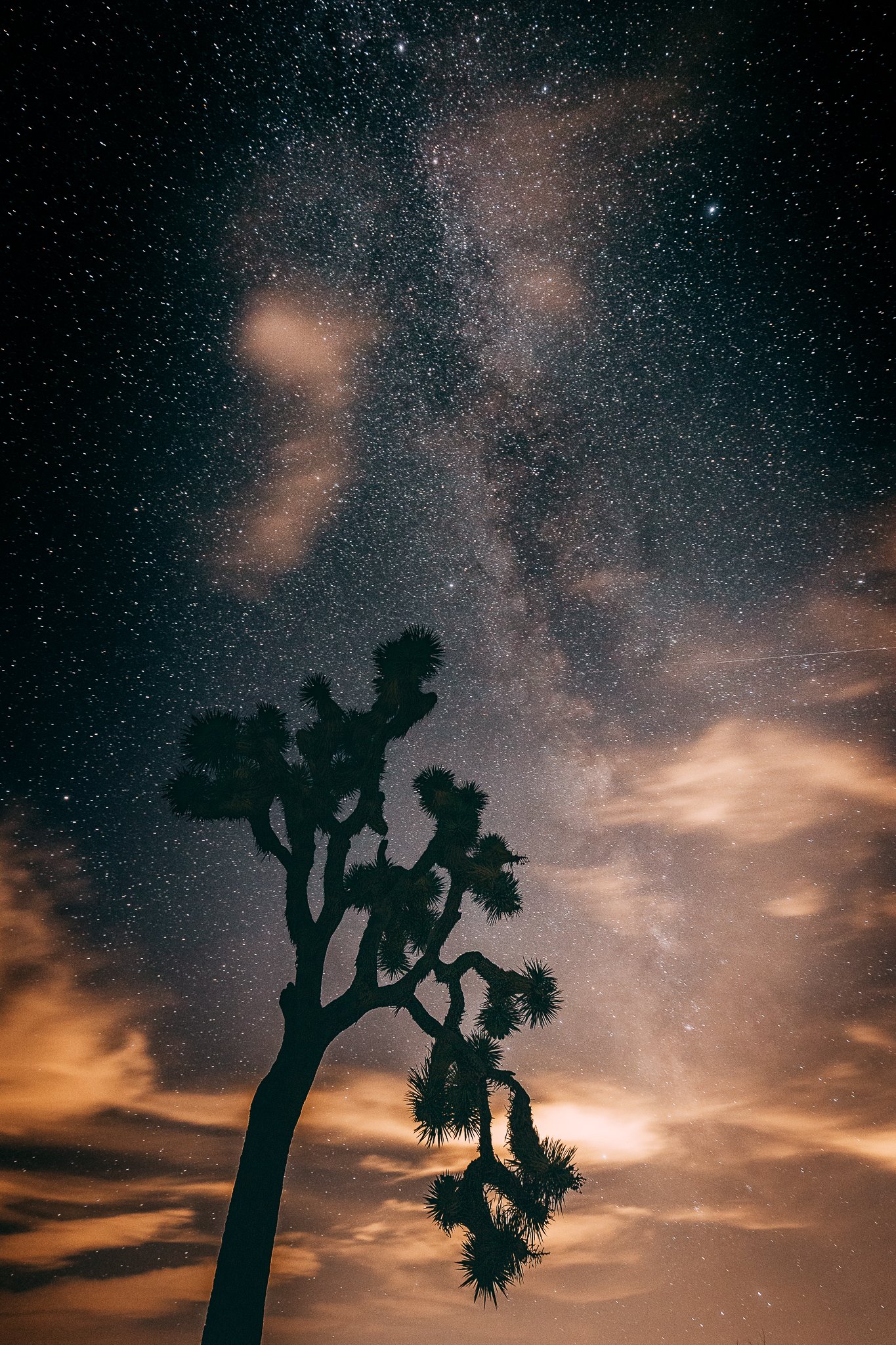 Joshua Tree SD-16.jpg