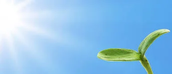 sun sky plant.jpg