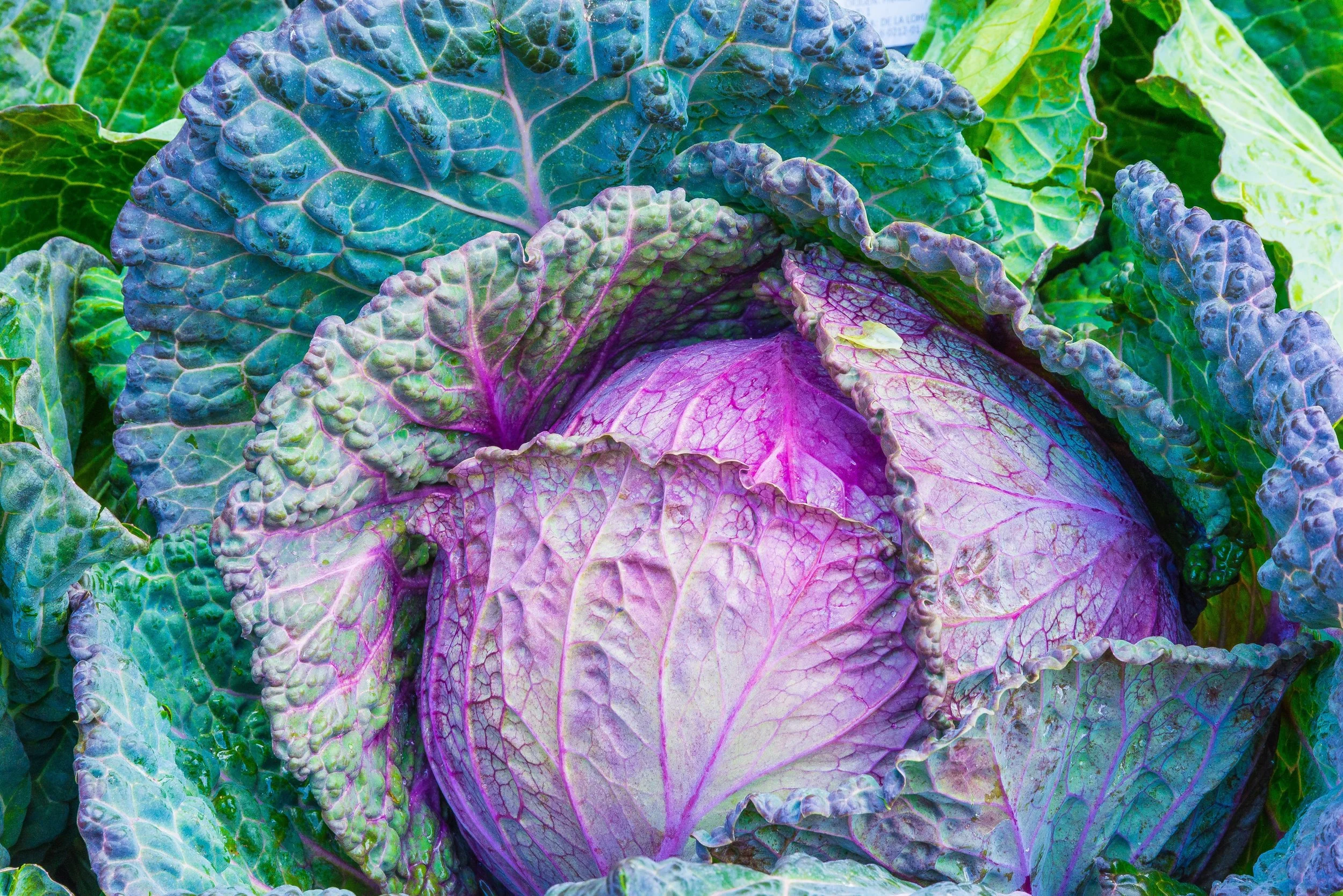 “When in doubt, green leafy vegetables is always the right answer” (Photo by Roman Pohorecki from Pexels )