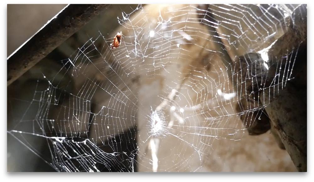 Spide Web Fordlandia copy.png