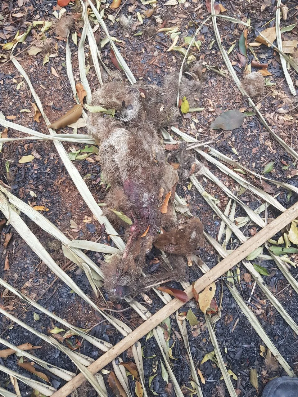 Animal casualty of the fire...
