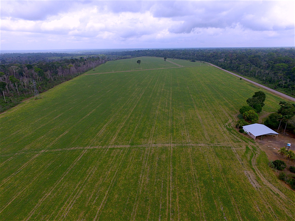 Devastating image of deforestation in the Brazilian Amazonia Rainforest in the production of a soybean field flanking the National Forest of the Tapajos (FLONA) Photo: Santarém/PA 2017 © Beyond Fordlândia.