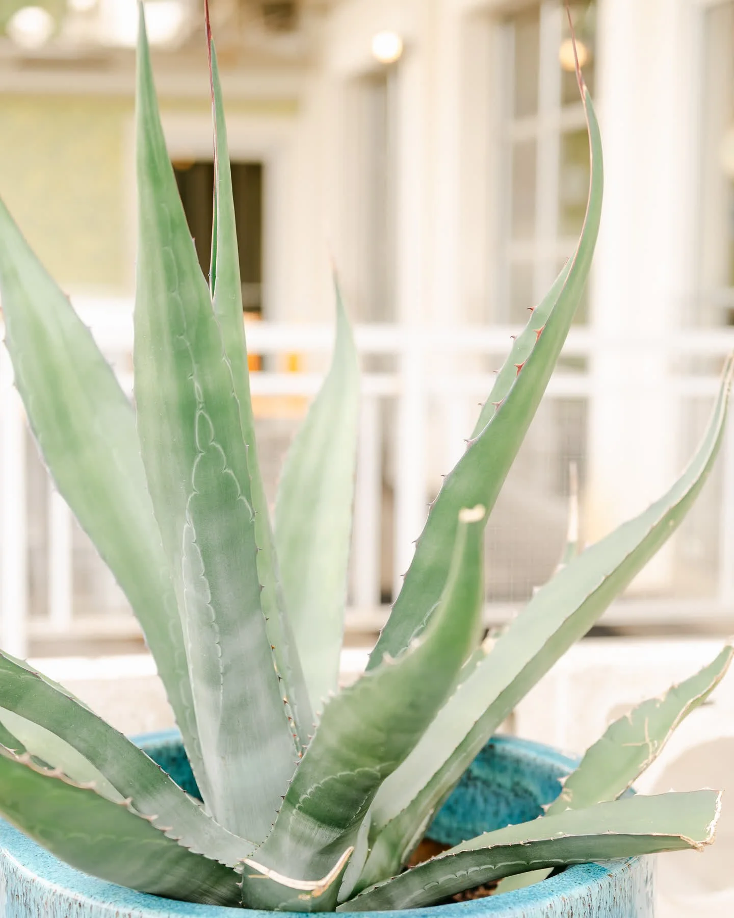 Cyber Monday is here!✨

Receive 20% more on all Pure Taqueria gift card's today. 
Click the link in our bio for eGift Cards! Happy shopping☺️