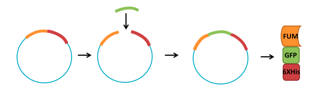 proteins lab figure 2.png