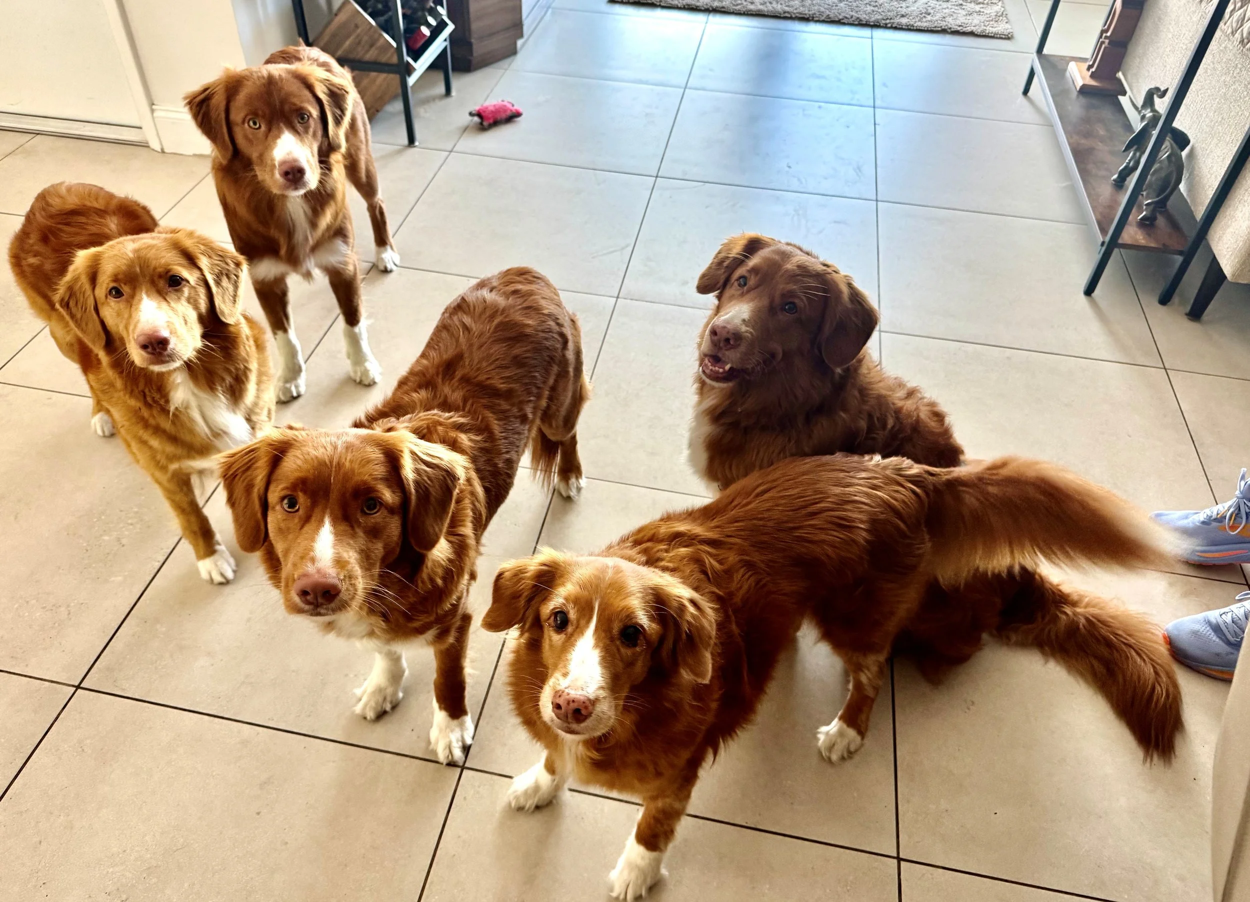 5of6Tollers.jpg