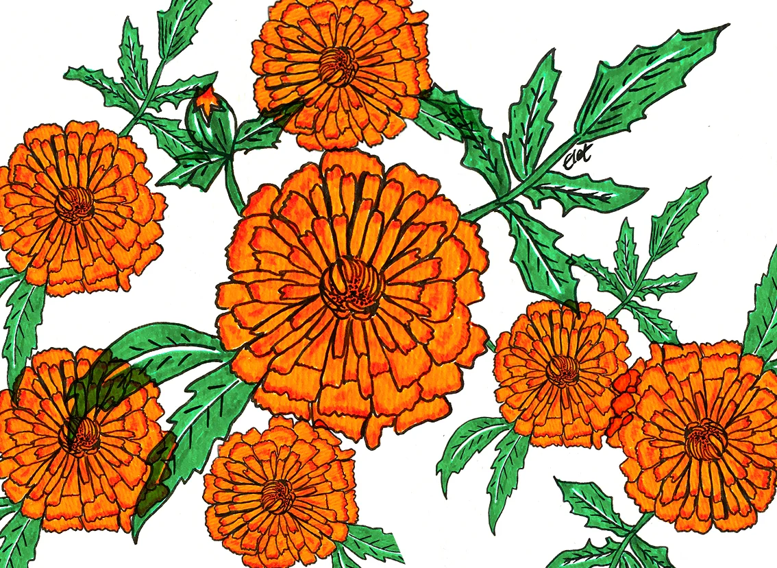 tagetes3.jpg