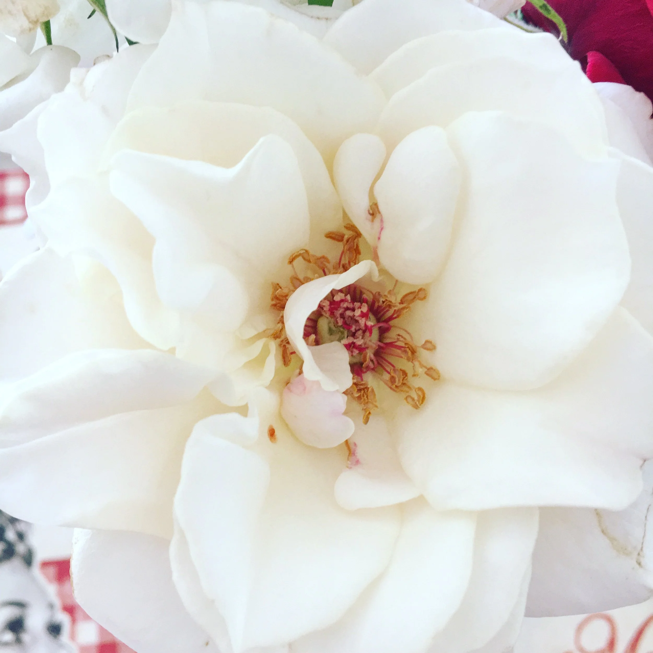 Ognuno di noi porta dentro di sè un seme