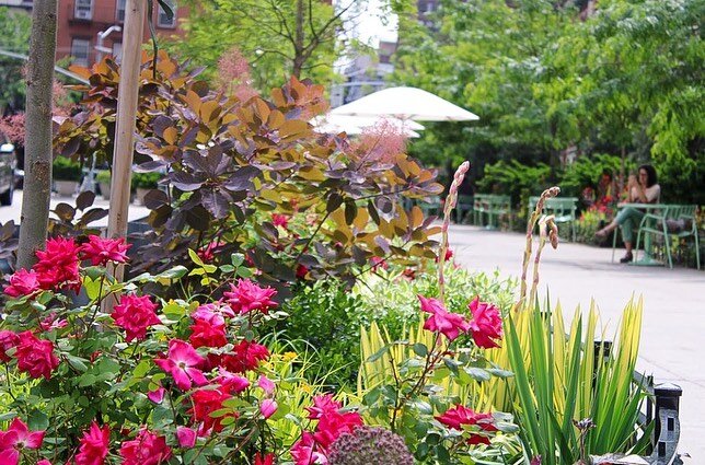 Plant of the month: Wild Roses 
Knockout Roses and Rose Carolinas 🌺

The botanical term for wild rose is &quot;species rose&quot;, which means just what it says &mdash; a species that occurs naturally, with no help from man &mdash; a true &quot;wild