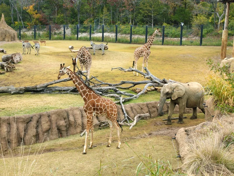 Dallas_Dallas_Zoo_3_SlK3-BLDjV8BIEN1z4KUEhu18q0ABlZBh0-6c0fee4e5056b3a_6c0fef54-5056-b3a8-49c7608af9a09c1a.jpg