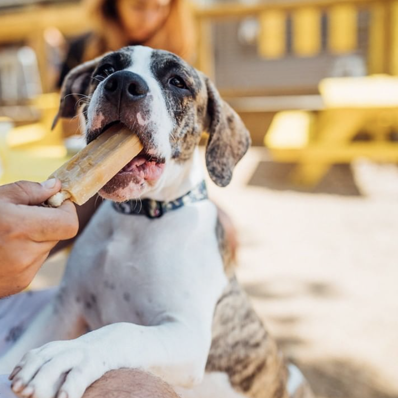 Your Guide to the Dog Parks of Dallas — Dallasites101