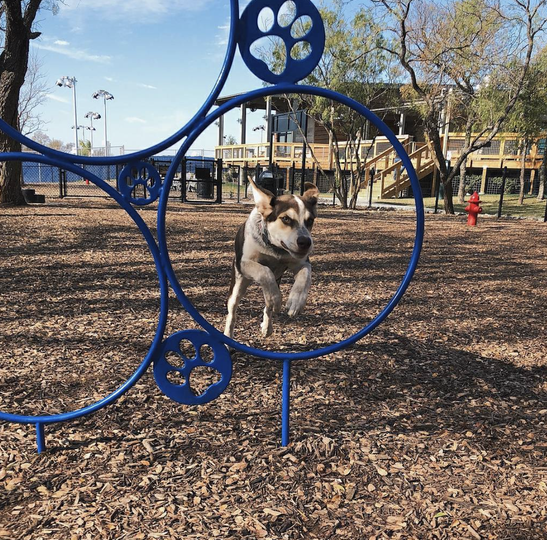 Your Guide to the Dog Parks of Dallas — Dallasites101