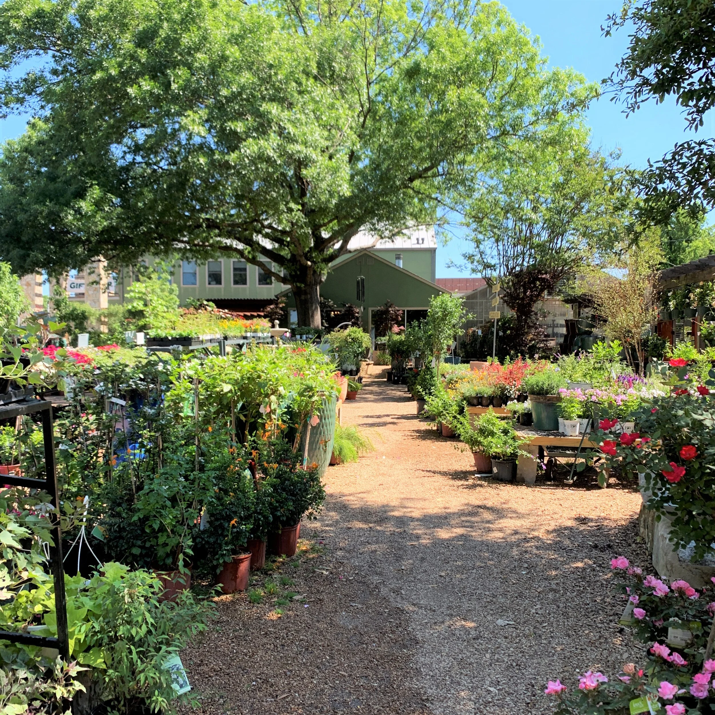 Where to Shop for Plants in Dallas — Dallasites101